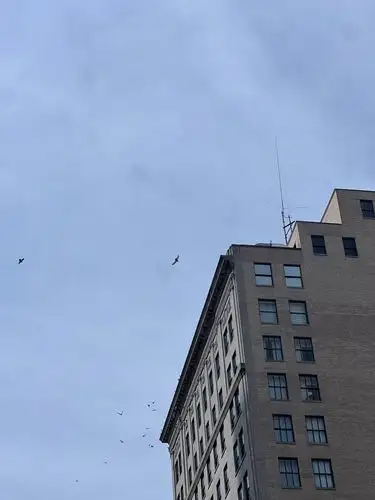 Freedom in flight above the city.